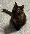 adoptable Cat in sheboygan, WI named Kiwi