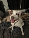 adoptable Dog in sheboygan, WI named Penelope
