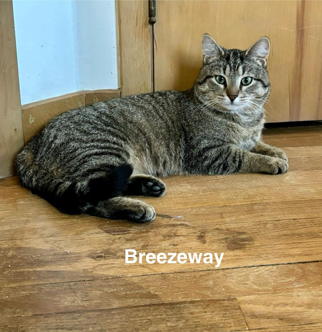 adoptable Cat in Sheboygan, WI named Breezeway