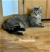 adoptable Cat in , WI named Breezeway