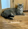 adoptable Cat in , WI named Breezeway