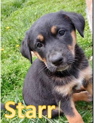 adoptable Dog in Sheboygan, WI named STARR