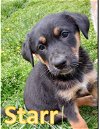 adoptable Dog in , WI named STARR