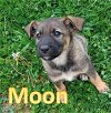 adoptable Dog in sheboygan, WI named Moon