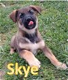 adoptable Dog in , WI named Skye