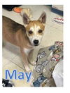 adoptable Dog in  named MAY