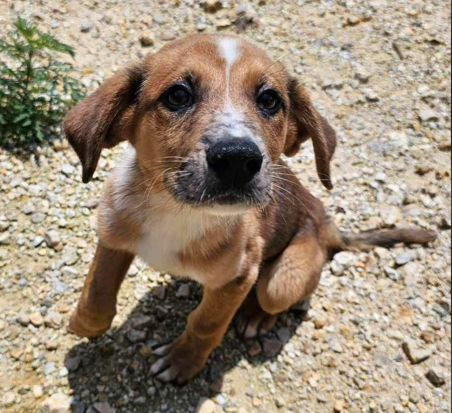 Dog for Adoption - CAPTAIN, a Beagle in Oshkosh, WI | Alpha Paw