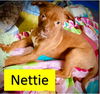 NESSIE - JUNE LITTER