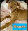 Hooch - June Litter