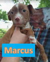 Marcus - June Litter