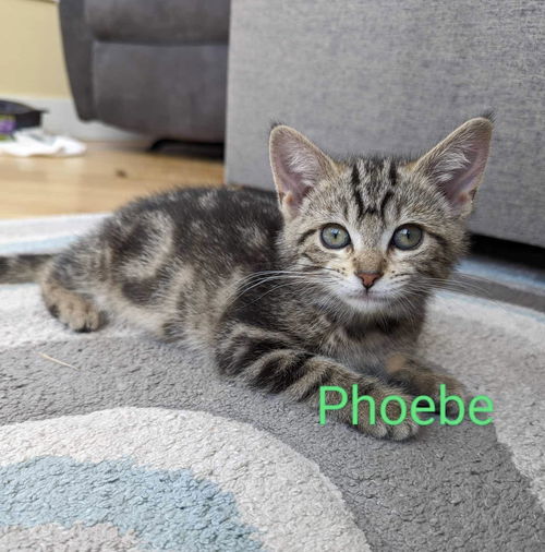 Phoebe - Friends Litter(bonded with Joey)