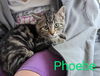 Phoebe - Friends Litter(bonded with Joey)