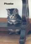 Phoebe - Friends Litter(bonded with Joey)