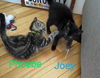 Phoebe - Friends Litter(bonded with Joey)