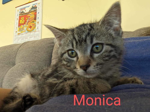 Monica - Friends Litter