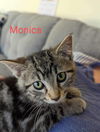 Monica - Friends Litter