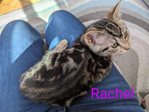 Rachel - Friends Litter