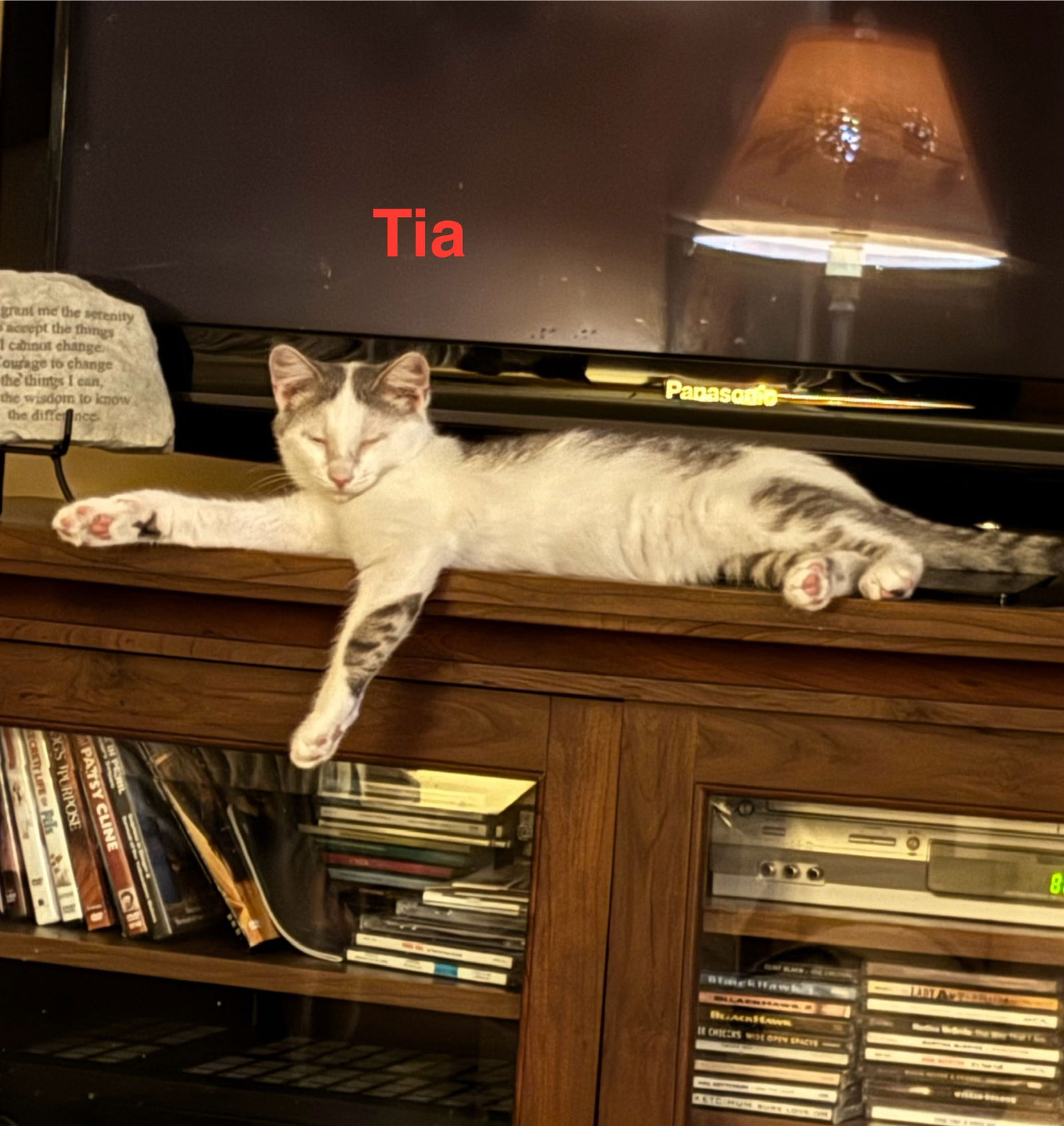 adoptable Cat in Sheboygan, WI named Tia - the Hwy. 151 litter