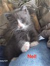adoptable Cat in  named Neil - the Hwy 151 Litter