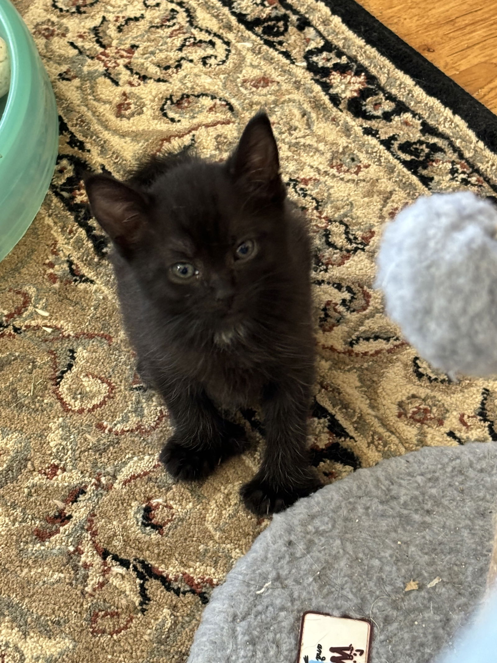 adoptable Cat in Sheboygan, WI named Digit - Paddy Paw Litter (bonded with Thumbs)