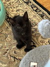 adoptable Cat in Sheboygan, WI named Digit - Paddy Paw Litter (bonded with Thumbs)