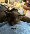 Digit - Paddy Paw Litter (bonded with Thumbs)