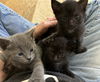 Digit - Paddy Paw Litter (bonded with Thumbs)