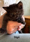 Digit - Paddy Paw Litter (bonded with Thumbs)