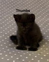 adoptable Cat in Sheboygan, WI named Thumbs - Paddy Paw Litter (bonded with Digit)