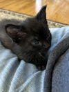 Thumbs - Paddy Paw Litter (bonded with Digit)