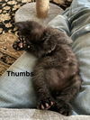 Thumbs - Paddy Paw Litter (bonded with Digit)