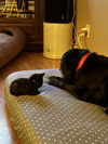 Thumbs - Paddy Paw Litter (bonded with Digit)