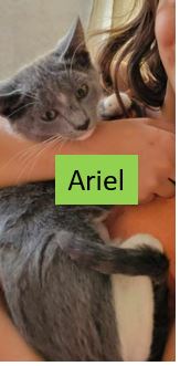 adoptable Cat in Sheboygan, WI named Ariel - Disney Litter