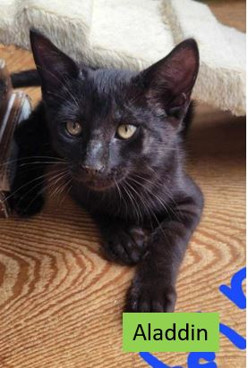 adoptable Cat in Sheboygan, WI named Aladdin - Disney Litter