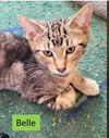 adoptable Cat in Sheboygan, WI named Belle - Disney Litter