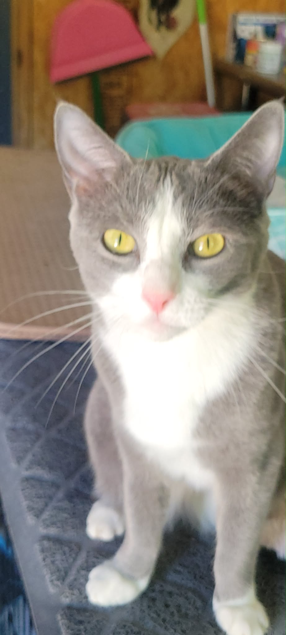 Jasmine - Disney Litter Image