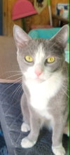 Jasmine - Disney Litter - Photo 1