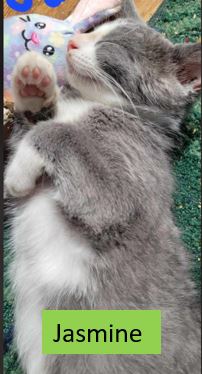 Jasmine - Disney Litter