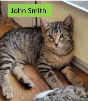 adoptable Cat in Sheboygan, WI named John Smith - Disney Litter