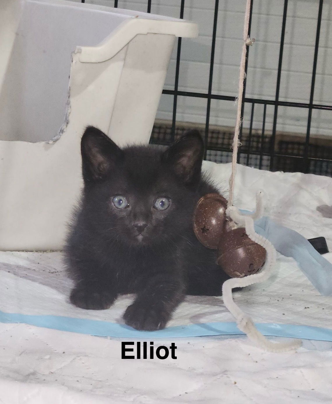 adoptable Cat in Sheboygan, WI named Elliot - The SVU Crew