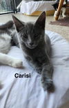 adoptable Cat in Sheboygan, WI named Carisi - The SVU Crew