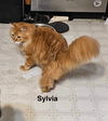 Sylvia
