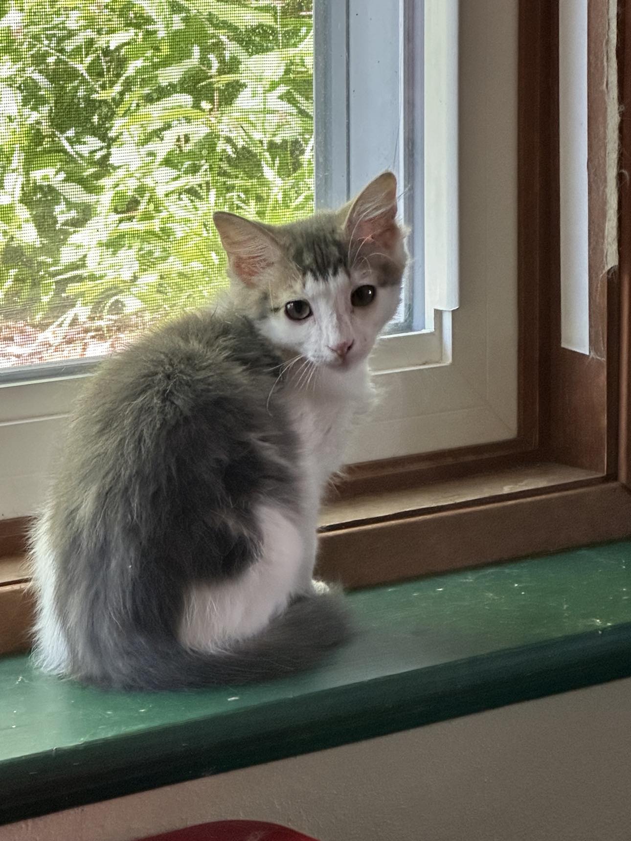 adoptable Cat in Sheboygan, WI named Simon