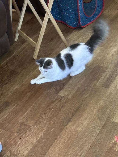 Simon