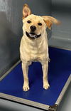 adoptable Dog in Sheboygan, WI named Anne