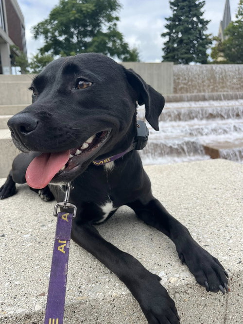 GEORGIA - Labrador Retriever available for adoption