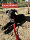 Biscuit