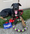 Bagel