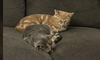 Lucie and Linus bonded