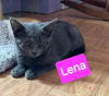 Lena